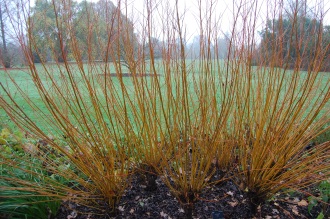 Salix alba Stooled (30/11/2014, Kew Gardens, London)
