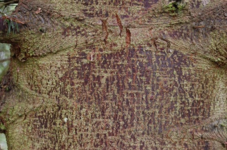 Abies sibirica Bark (30/12/14, Kew Gardens, London)