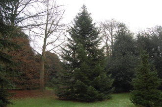 Abies sibirica (30/12/14, Kew Gardens, London)