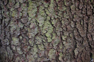 Picea pungens Bark (30/12/14, Kew Gardens, London)