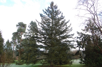 Picea pungens (30/12/14, Kew Gardens, London)
