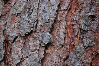 Pinus patula Bark (30/12/14, Kew Gardens, London)