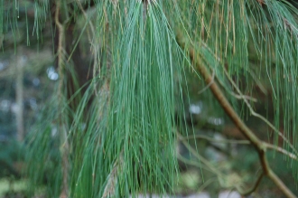 Pinus patula Leaf (30/12/14, Kew Gardens, London)