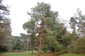 Pinus patula (30/12/14, Kew Gardens, London)