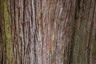 Platycladus orientalis Bark (30/12/14, Kew Gardens, London)
