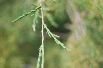 Juniperus virginiana var. silicicola Leaf (30/12/14, Kew Gardens, London)