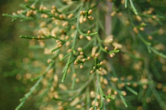 Juniperus virginiana var. silicicola Pollen Cones (30/12/14, Kew Gardens, London)