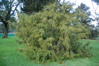 Juniperus virginiana var. silicicola (30/12/14, Kew Gardens, London)