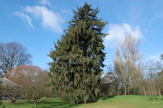 Picea smithiana (08/02/2015, Kew Gardens, London)