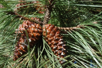 Pinus pinaster Cone (08/02/2015, Kew Gardens, London)