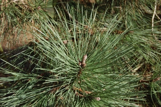 Pinus pinaster Leaf (08/02/2015, Kew Gardens, London)