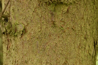 Cupressus dupreziana Bark (01/03/2015, Kew Gardens, London)