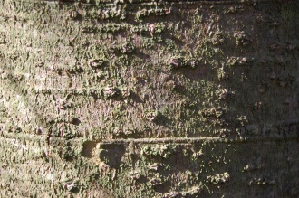 Picea brachytyla Bark (01/03/2015, Kew Gardens, London)
