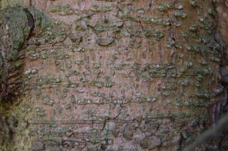 Picea morrisonicola Bark (01/03/2014, Kew Gardens, London)