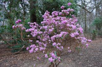 Rhododendron dauricum (15/03/2015, Isabella Plantation, Richmond Park, London) 