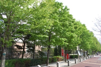 Cercidiphyllum japonicum (18,04,2015, Tokyo, Japan)