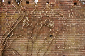Chaenomeles speciosa 'Nivalis' Wall Trained (29/03/2015, Kew Gardens, London)
