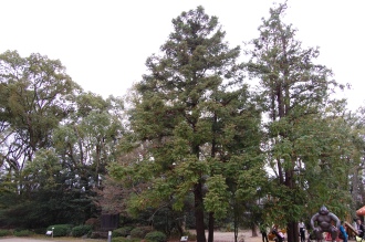 Cunninghamia lanceolata (04/04/2015, Kyoto Botanic Gardens, Japan)