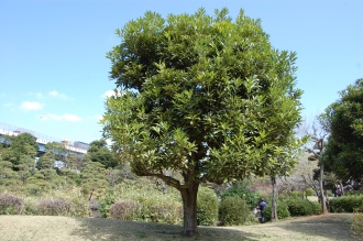Lithocarpus edulis (02/04/2015, Tokyo, Japan)