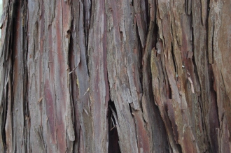 Chamaecyparis obtusa Bark (04/04/2015, Kyoto Botanical Garden, Kyoto, Japan)