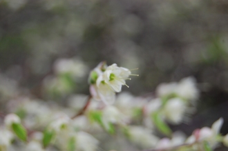 Corylopsis pauciflora Flower (04/04/2015, Kyoto Botanical Gardens, Kyoto, Japan)