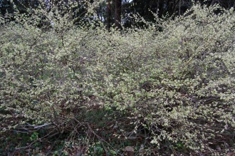 Corylopsis pauciflora (04/04/2015, Kyoto Botanical Gardens, Kyoto, Japan)