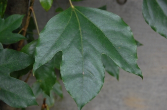Dendropanax trifidus Leaf (01/04/2015, Nezu Museum, Tokyo, Japan)