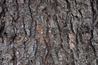 Picea torano Bark (04/04/2015, Kyoto Botanic Gardens, Kyoto, Japan)