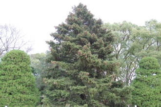 Picea torano (04/04/2015, Kyoto Botanic Gardens, Kyoto, Japan)