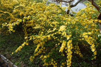 Kerria japonica (18/04/2015, Imperial Palace East Garden, Tokyo, Japan)