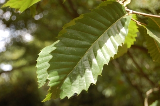 Castanea sativa Leaf (18/07/2015, Kew Gardens, London)