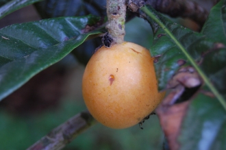 Eriobotrya japonica Fruit (18/07/2015, Kew Gardens, London)