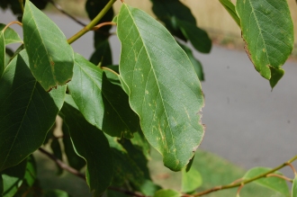 Magnolia salicifolia Leaf (18/07/2015, Kew Gardens, London)