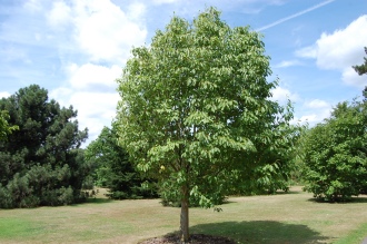 Magnolia salicifolia Summer (18/07/2015, Kew Gardens, London)