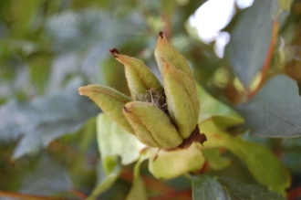Paeonia suffruticosa Fruit (18/07/2015, Kew Gardens, London)