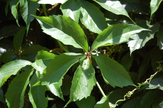 Parthenocissus quinquefolia Leaf (03/07/2015, Walworth, London)