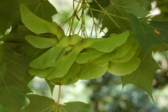 Acer platanoides Fruit (15/08/2015, Kew Gardens, London)