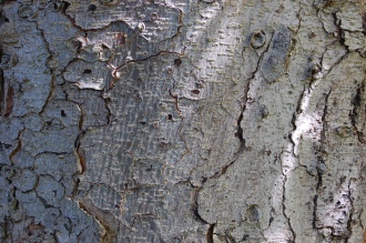 Aesculus flava Bark (15/08/2015, Kew Gardens, London)