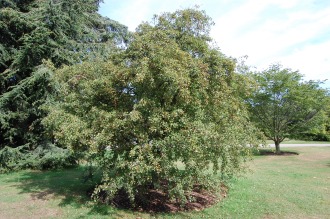 Crataegus monogyna Tree (15/08/2015, Kew Gardens, London)