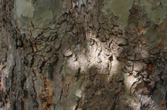 Platanus orientalis Bark (15/08/2015, Kew Gardens, London)