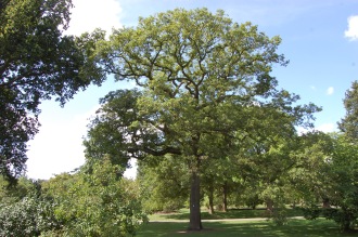 Quercus robur Mature (15/08/2015, Kew Gardens, London)