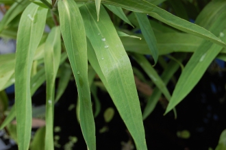 Ranunculus lingua Leaf (15/08/2015, Kew Gardens, London)