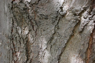 Tilia cordata Bark (15/08/2015, Kew Gardens, London)