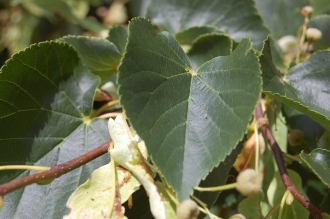 Tilia cordata Leaf (15/08/2015, Kew Gardens, London)