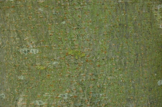 Aesculus indica Bark (15/08/15, Kew Gardens, London)