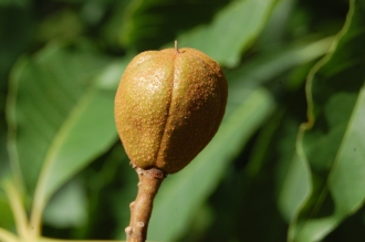Aesculus indica Fruit (15/08/15, Kew Gardens, London)