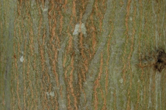 Carpinus turczaninowii Bark (15/08/2015, Kew Gardens, London)