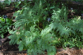 Molopospermum peloponnesiacum (15/08/15, Kew Gardens, London)