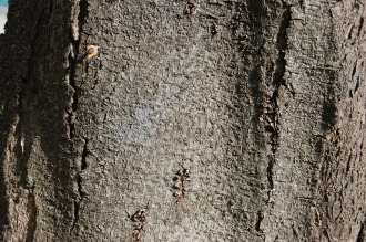 Prunus cerasifera ‘Nigra’ Bark (12/09/2015, Walworth, London)