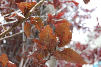 Prunus cerasifera ‘Nigra’ Leaf (12/09/2015, Walworth, London)